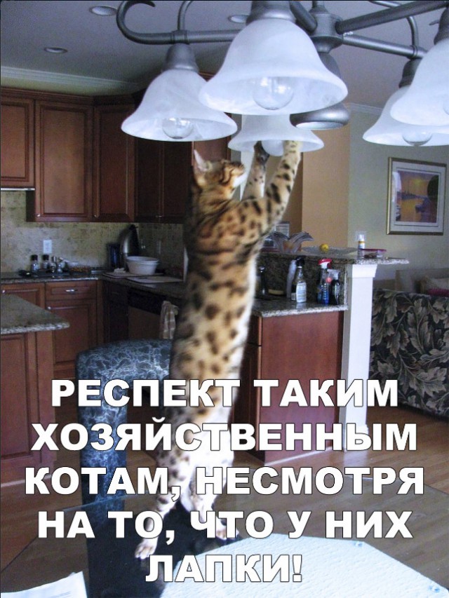 Забавные фото котеек