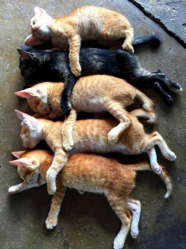 Забавные фото котеек