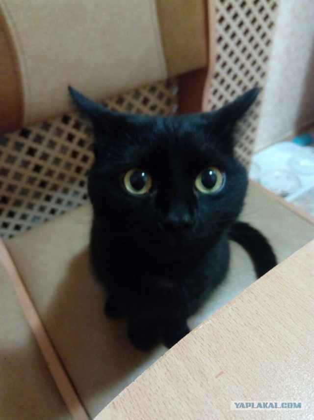 Кошиная жесть