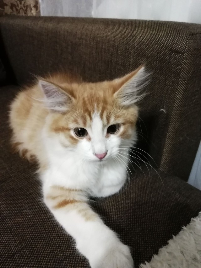 Забавные фото котеек