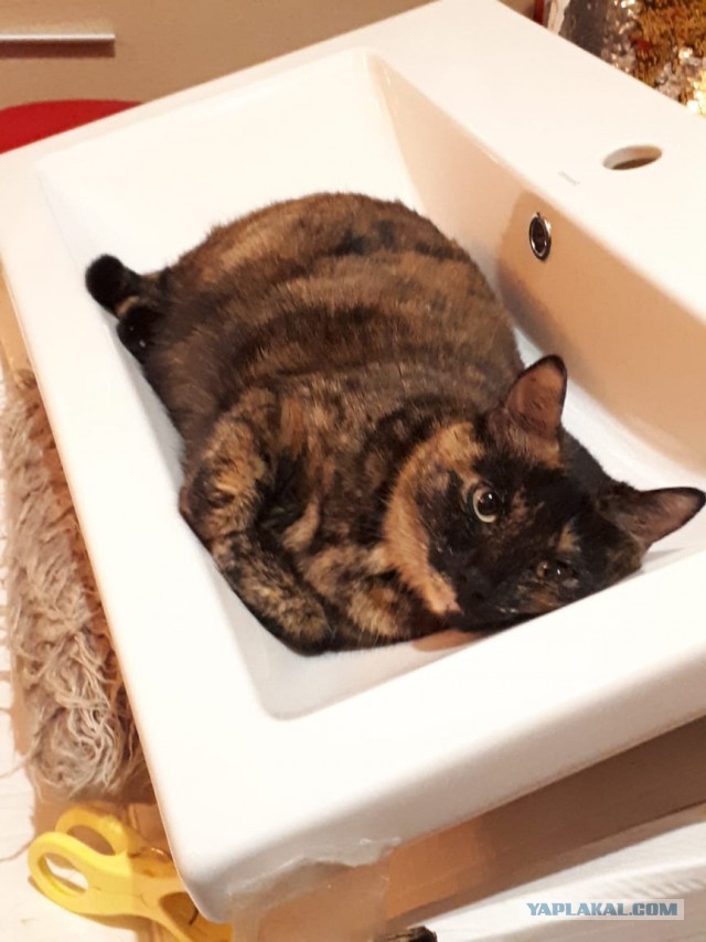 ̶К̶о̶р̶о̶н̶  Котовторник!