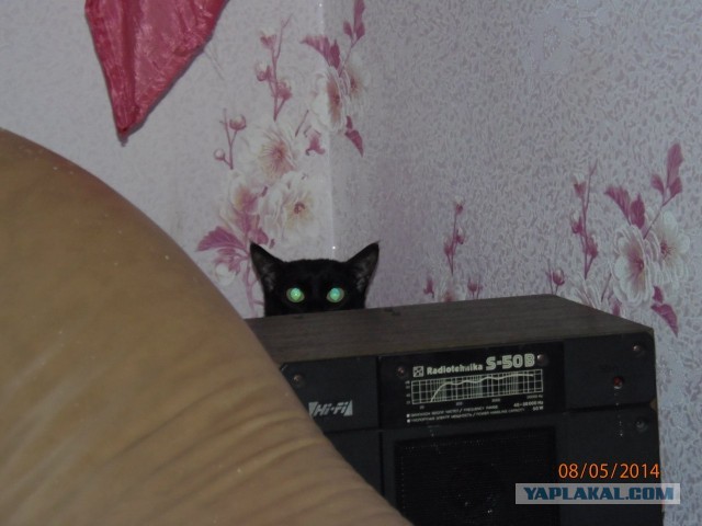 Котовторник