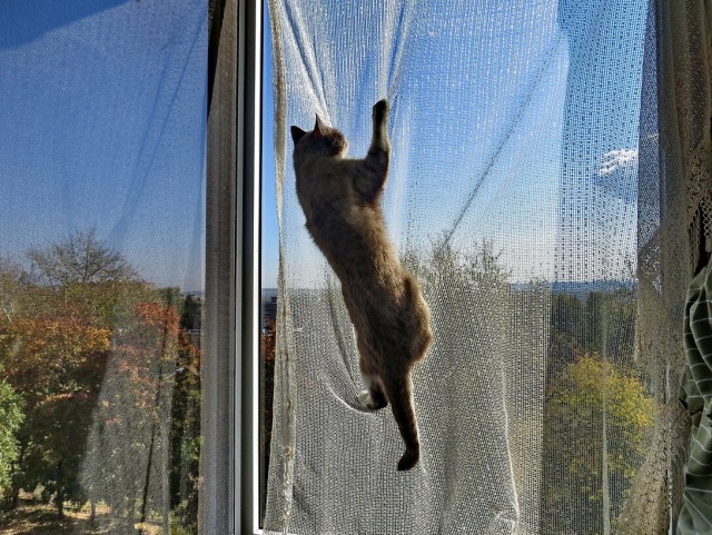 Кот кунг-фу