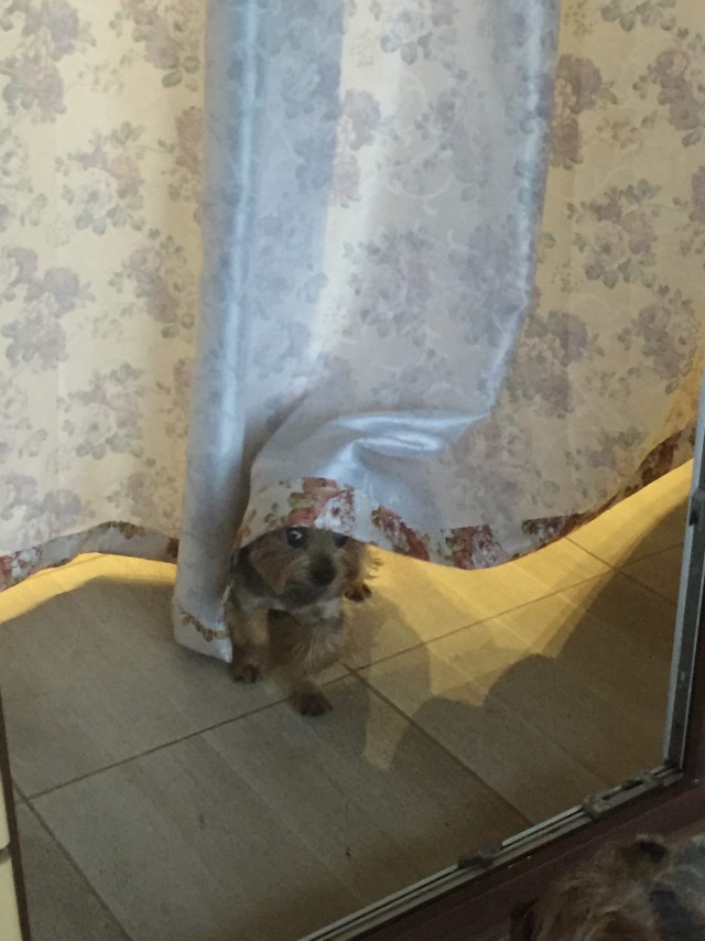 Эти забавные животные