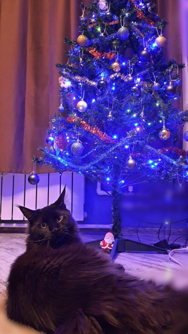 В завершение котовторника.