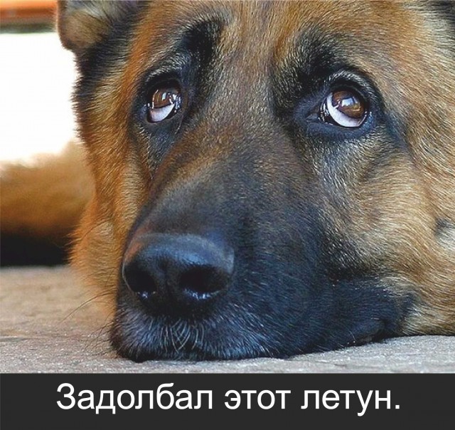 Фотожабы на котовертолёт