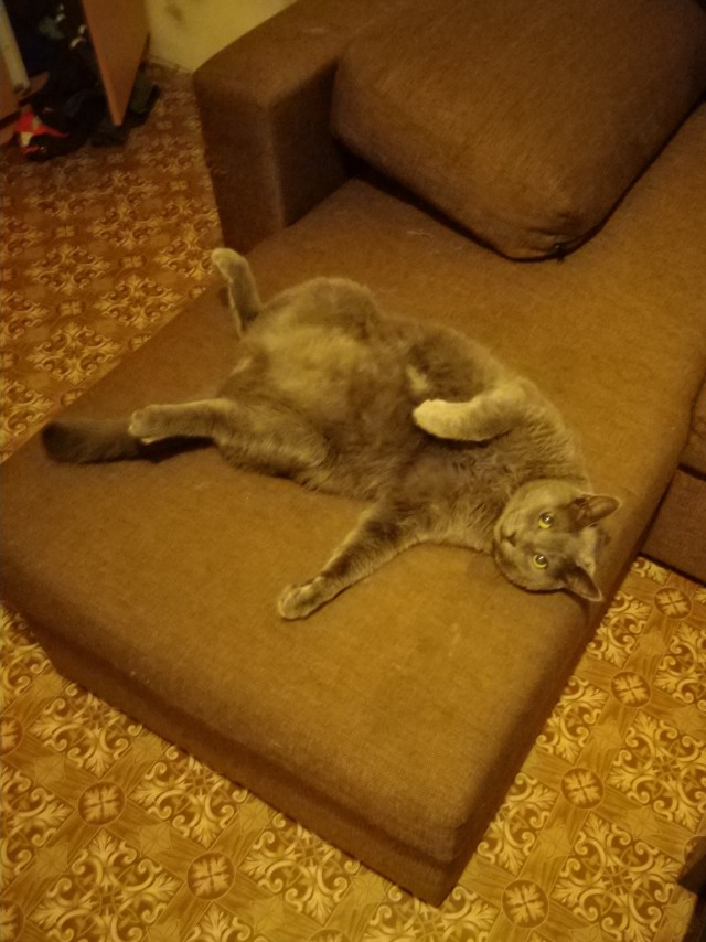 Котовторнику быть!