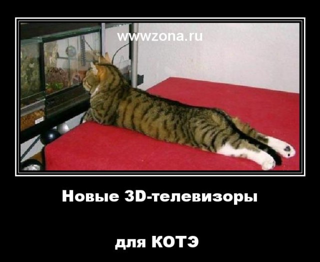 Кот и рыбка