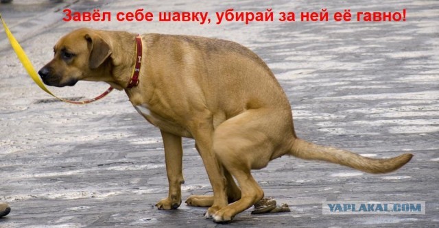 Культ г@вна в Перми
