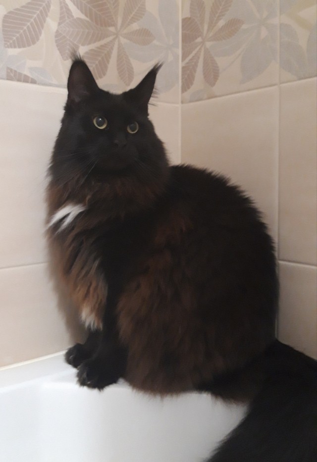 Котовторник же!