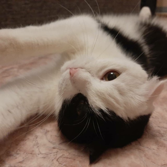 Кошки , кошечки, котяры 14.03.21