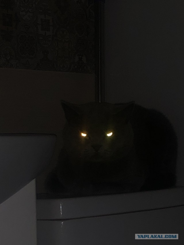 Сатана, а не кот