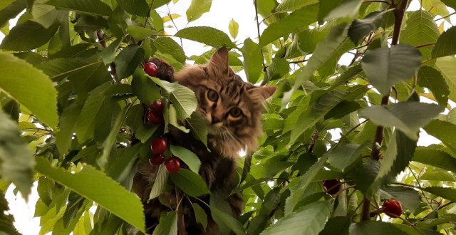 А котовторник уже начался?