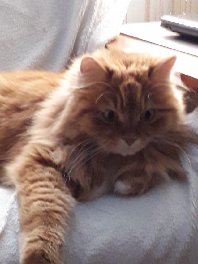 Котовторник же уже наступил?