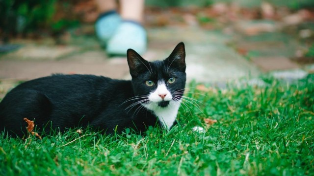 Котовторник 28.09.21