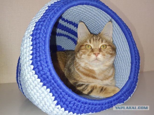 Котовторник. Февраль