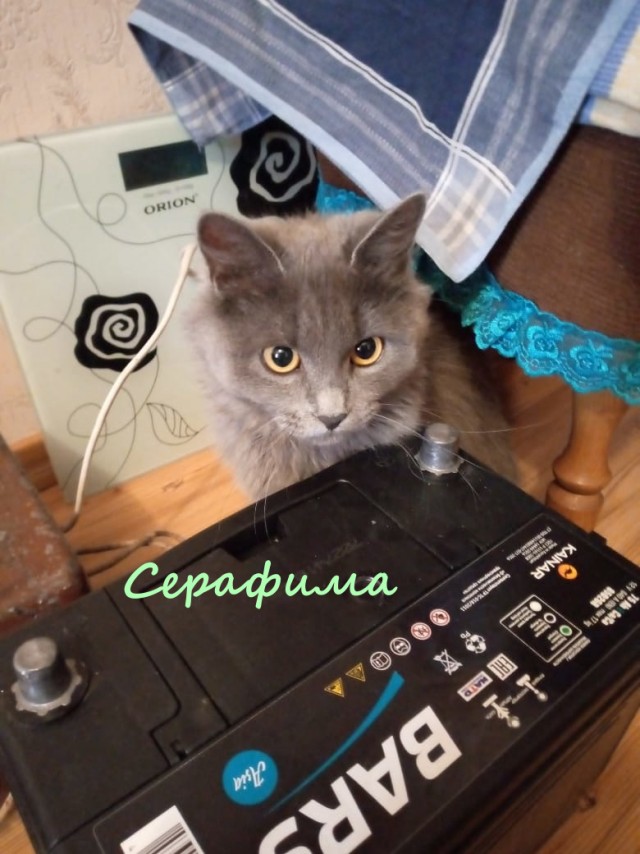Жизнь домашнего приюта "Котоленд" 324