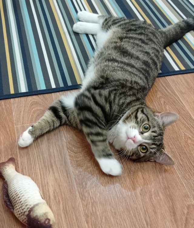 Котовторник вроде.