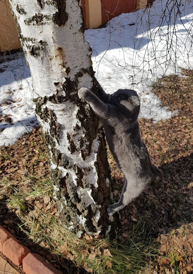 Котовторник вроде.