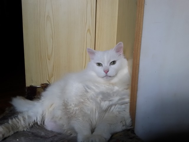 Котовторник 19.07.22