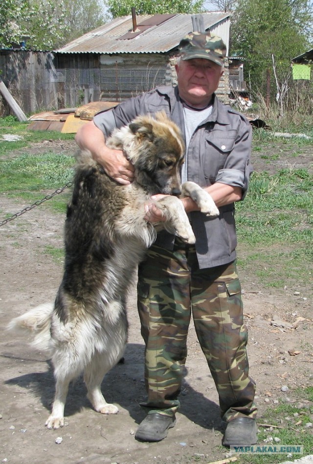 Милая собачка
