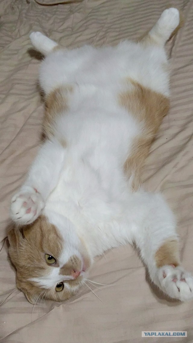 С Котовторником вас! Зовут Чеса!