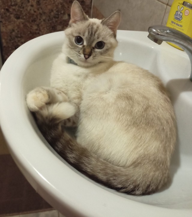 Котовторник 18.10.22