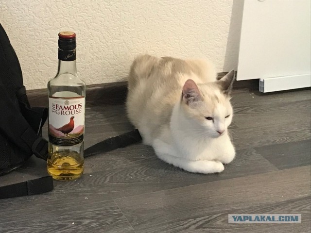 Без кота жизнь не та