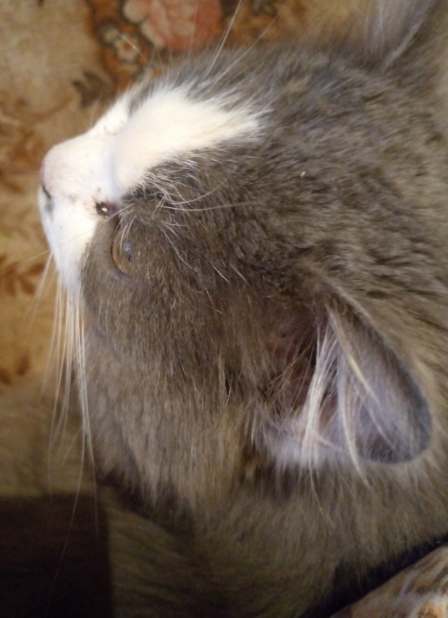 Кот Филимон