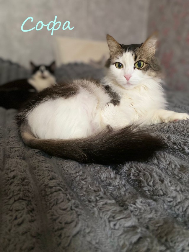 Жизнь домашнего приюта "Котоленд" 383