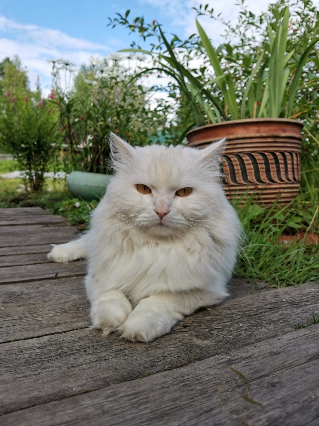 Много дел у кота на даче...