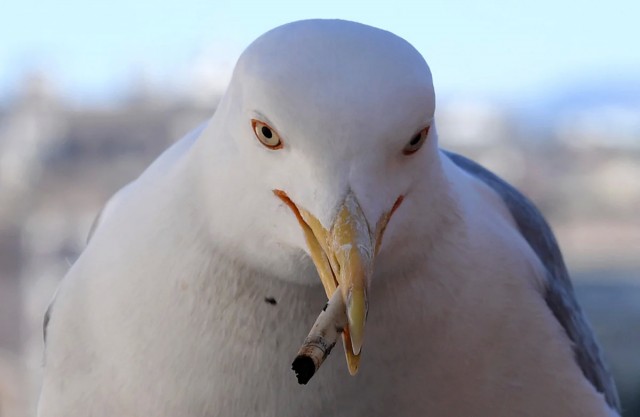 Россия – страна возможностей и талантливых самородков