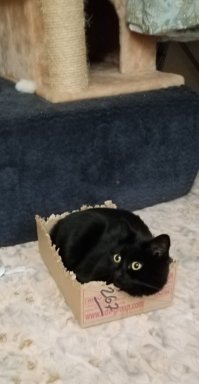 Ловушки для котов