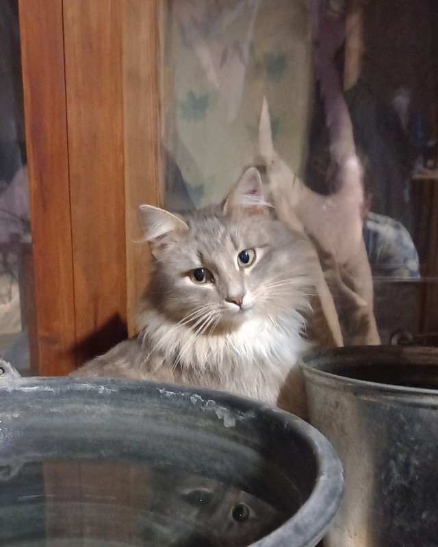 Не только котовторник, а еще и Всемирный день кошек!
