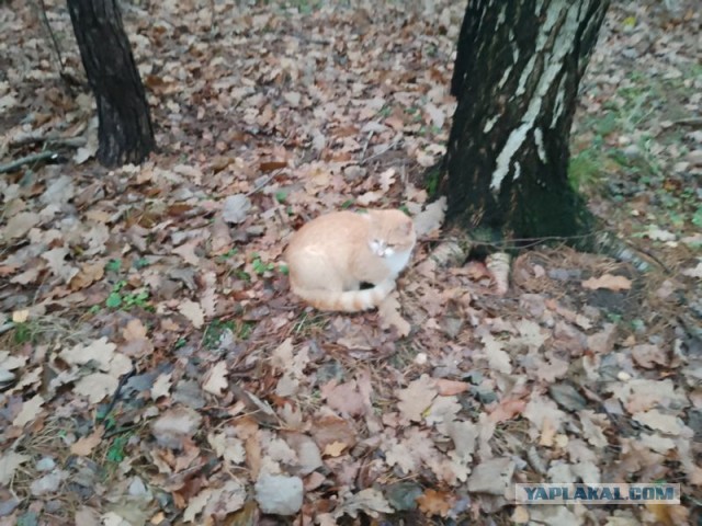 Жизнь домашнего приюта для котеек 470