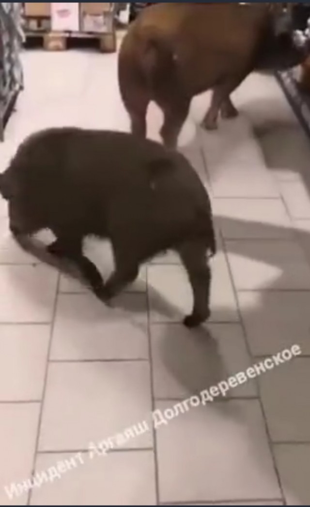 Алкосвиньи