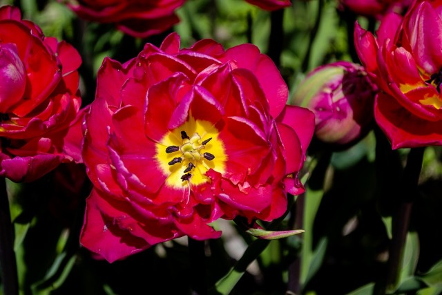 Тюльпаны Никитского ботанического сада