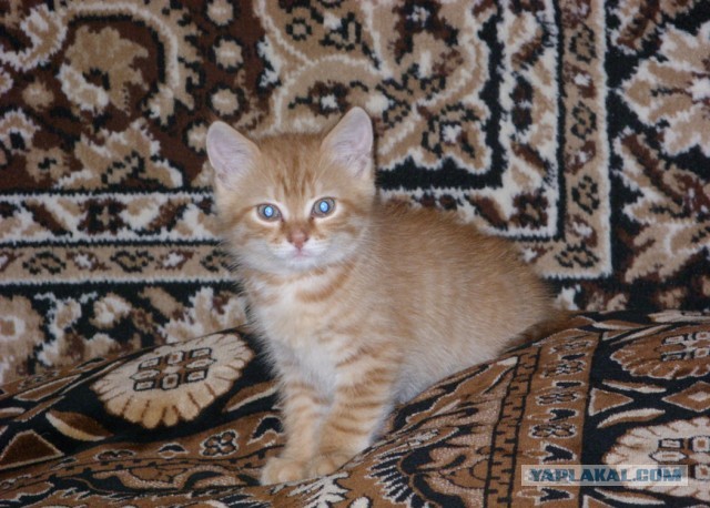 Котовторник 21.05.2013