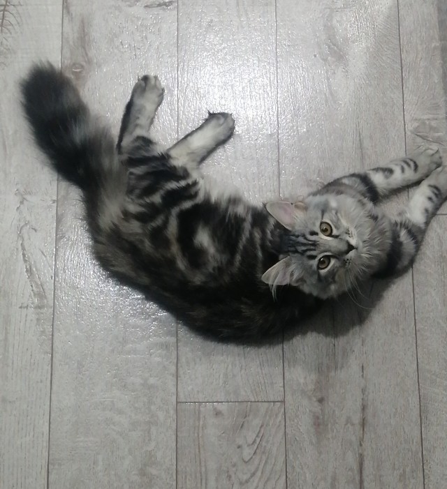 К котовторнику. Кот Роршаха