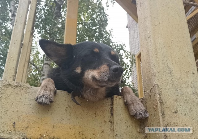 Дратути