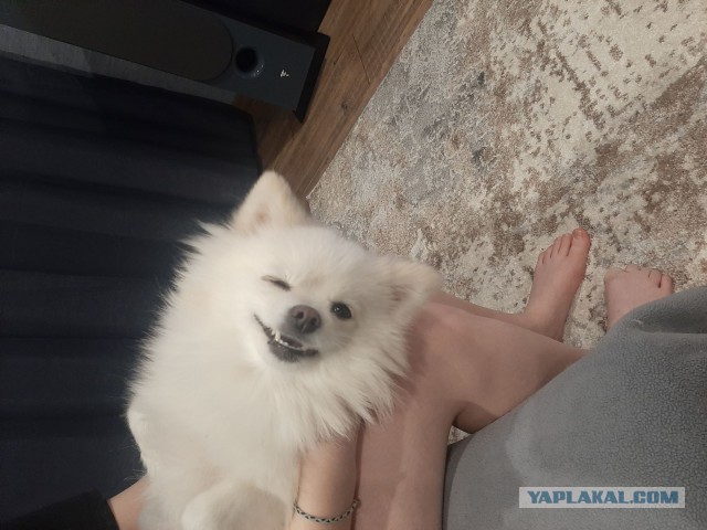 Сегодня День Йорка!