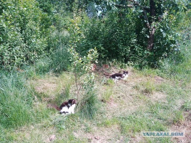 Жизнь домашнего приюта для котеек 546