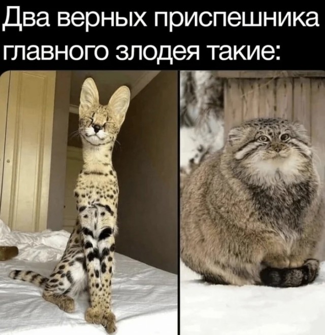 Так себе картинки 23.06.25