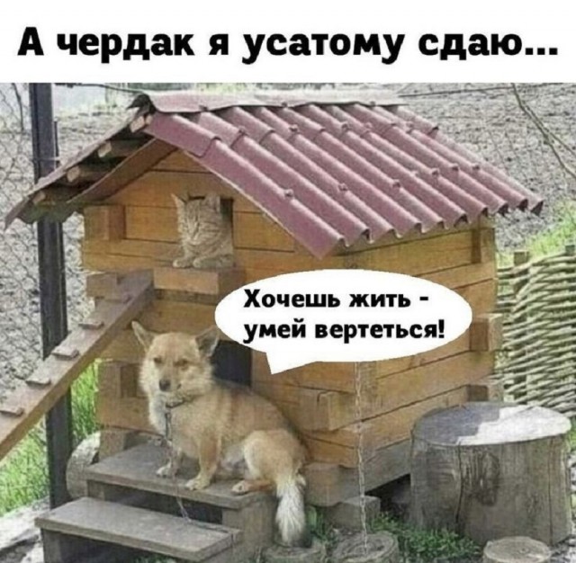 Так себе картинки 28.10.25