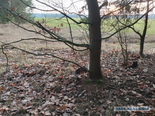 Жизнь домашнего приюта для котеек 563