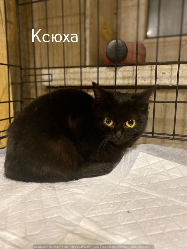 Жизнь домашнего приюта "Котоленд" 529