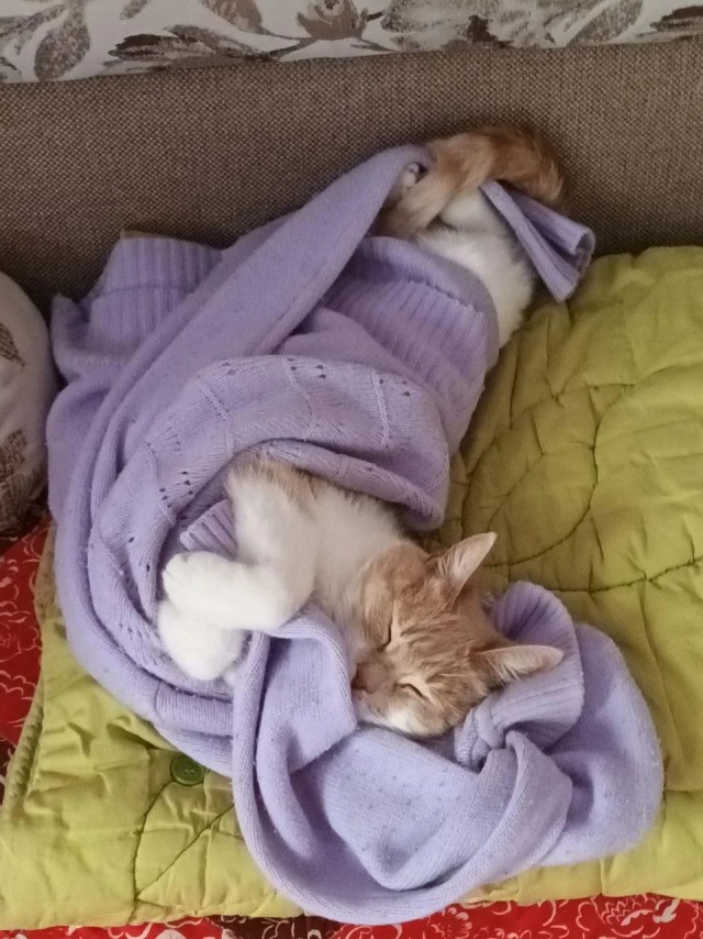 Рандомных фото котов тред