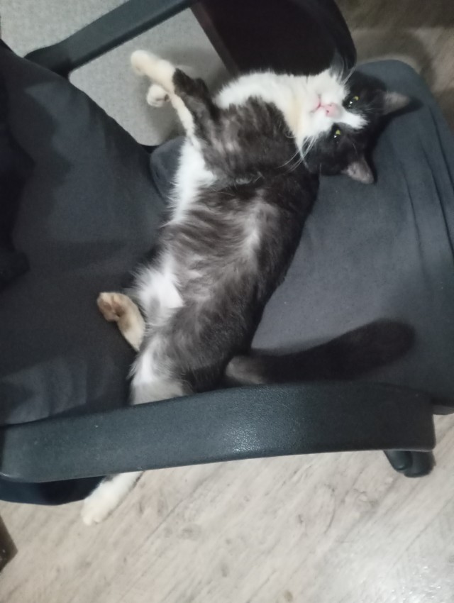 Выйду ночью в кухню с котом...