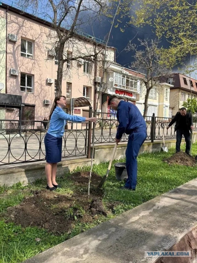 В Туапсе приняли решение озеленить город, для улучшения экологической обстановки