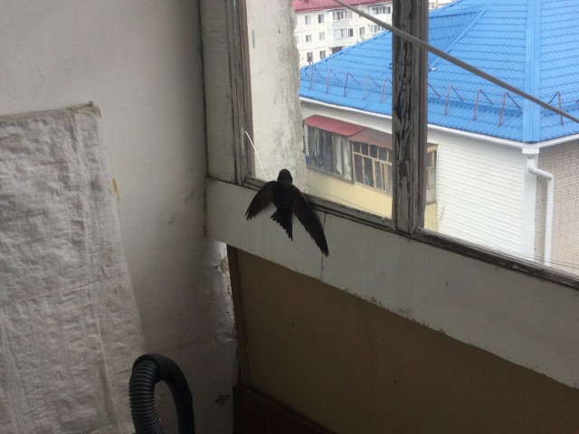 Птиц